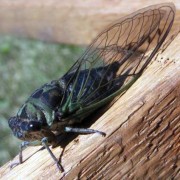 Chicharra or Cicada
