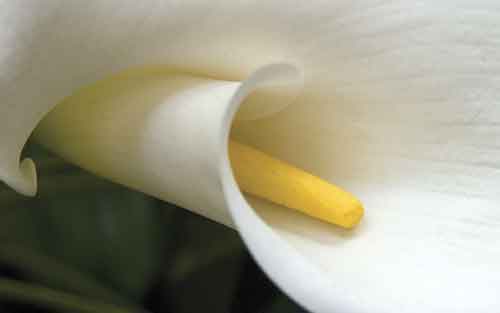 White flowers (photo: Jon Wilbrecht)