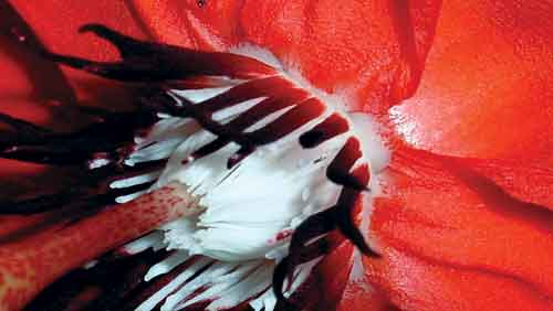 Red flower (photo: Smith and Riegel)