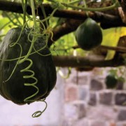 The tender and delicately spiraled tips of the vine are also harvested to be added to soups and stews. Here they are known as “punta de güisquil.”