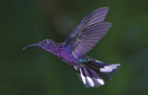 A visitor to the El Pilar garden specially designed for hummingbirds (Thor Janson) 