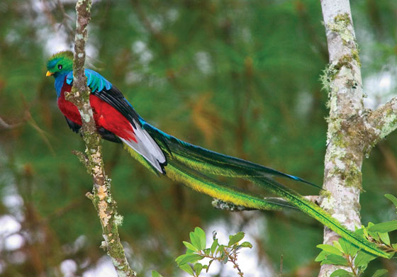 Quetzal (photo: Thor Janson)