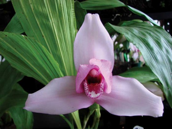 National Orchid Exposition on Feb 3-6