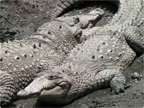 Crocodiles (photos by Nicholas Hellmuth)
